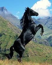 pic for Black Stallion